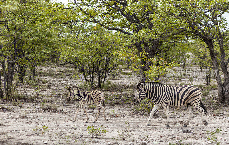 波切尔斑马和马驹;Etosha NP，纳米比亚，非洲